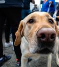 Briggs, a labrador, pokes his nose towards the camera lens