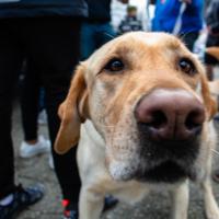 Briggs, a labrador, pokes his nose towards the camera lens