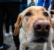 Briggs, a labrador, pokes his nose towards the camera lens